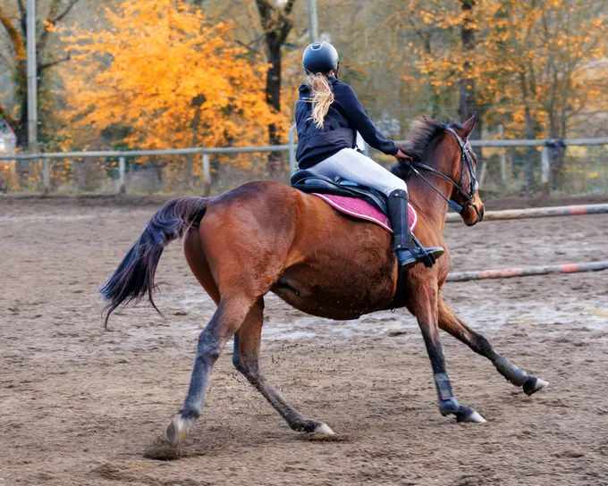 Dans l'action : un cheval en plein saut d'obstacle