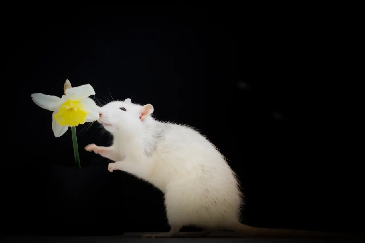 Flash et Jonquille.jpg