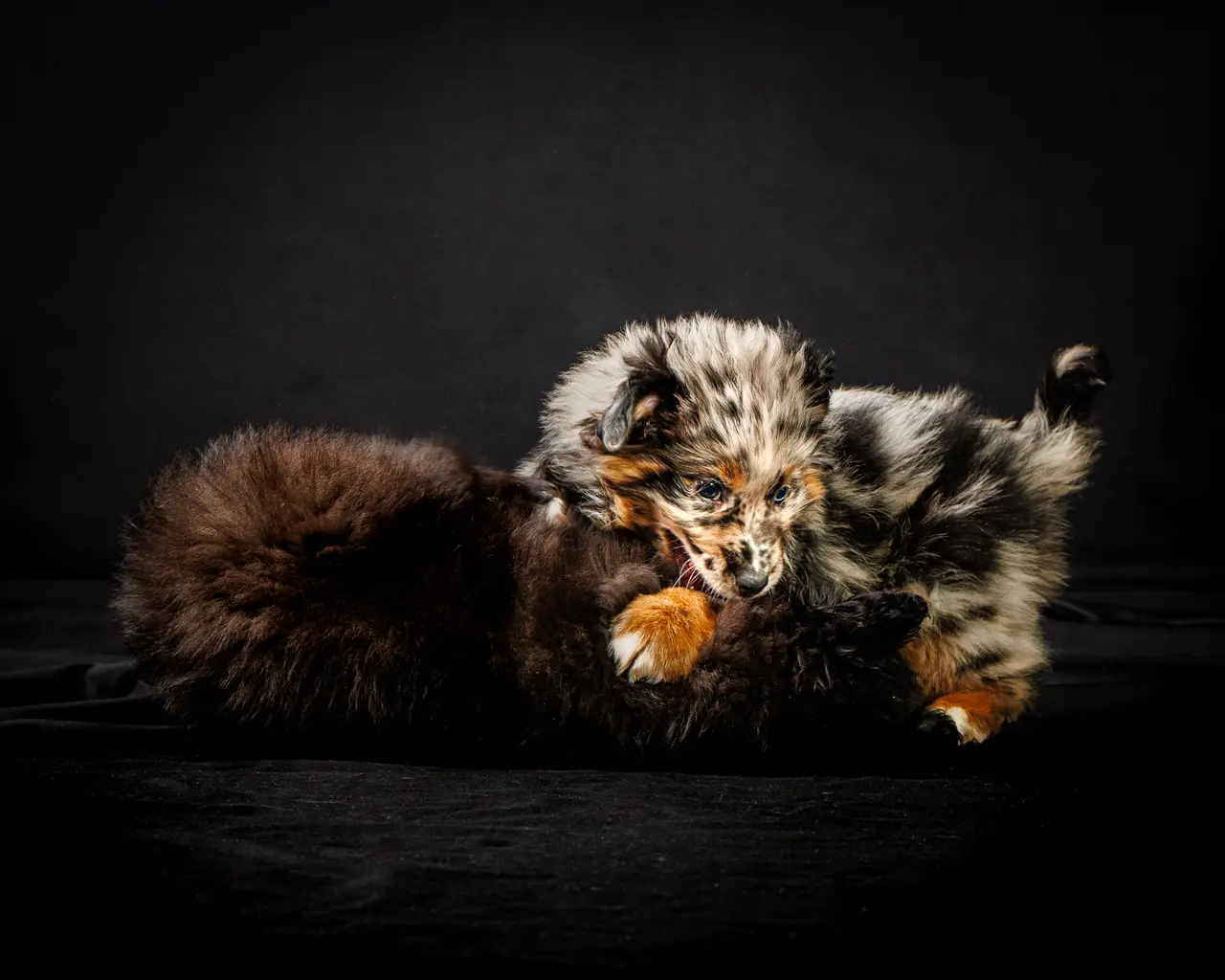 MDY - Apy (26 sur 27).jpg