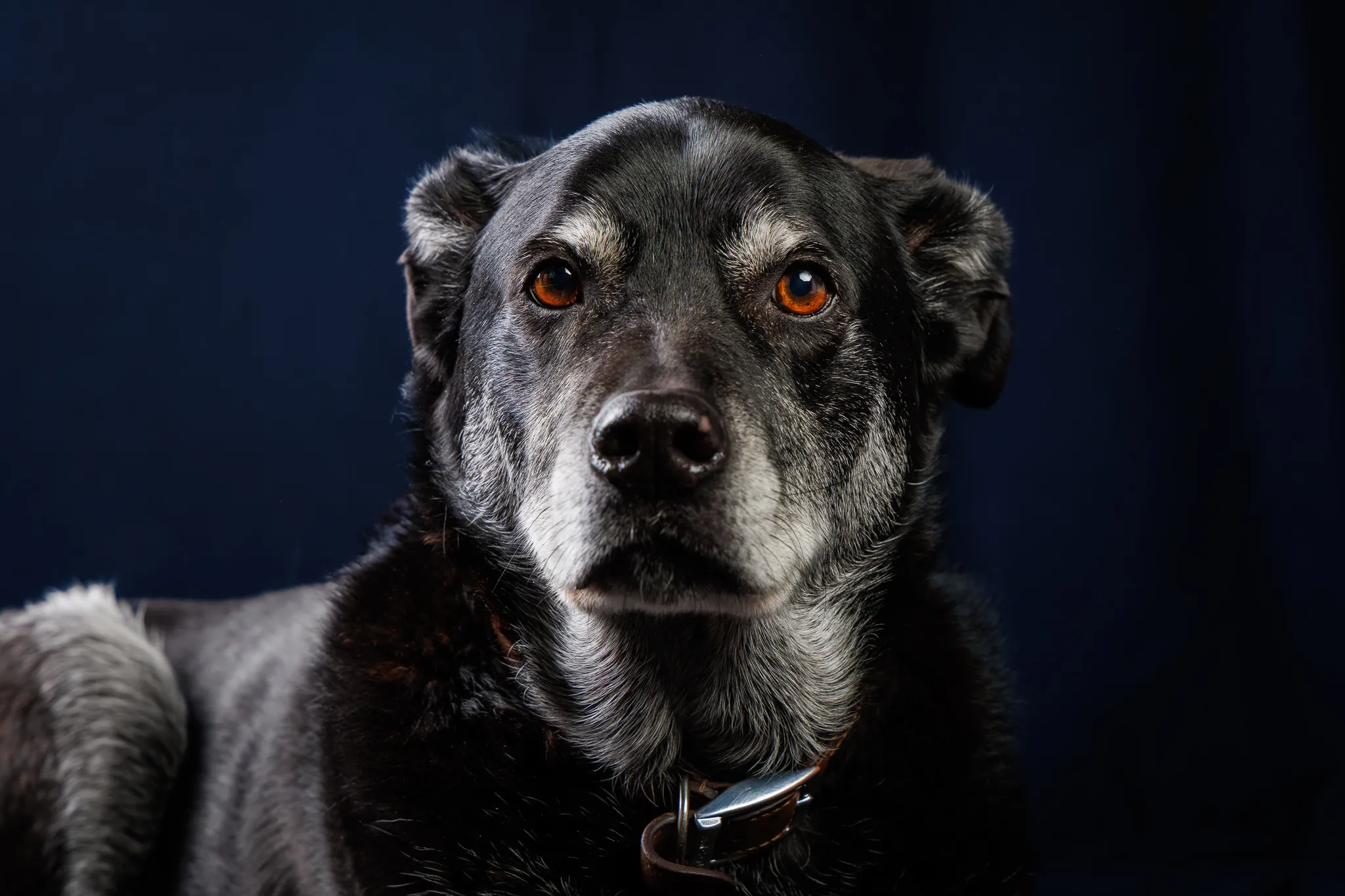 Koda, un Labrador de 8 ans