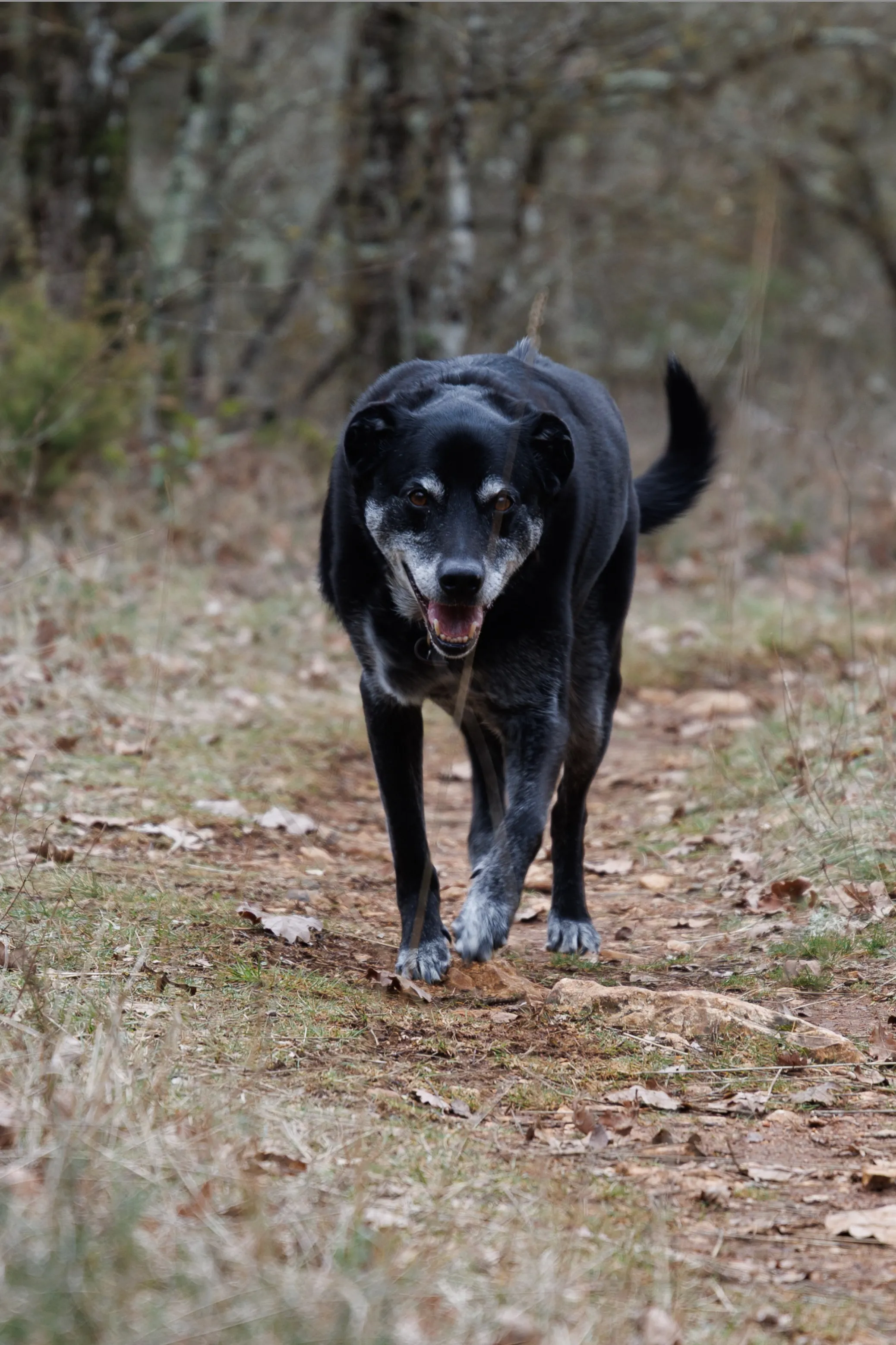 Labrador noir dans la foret