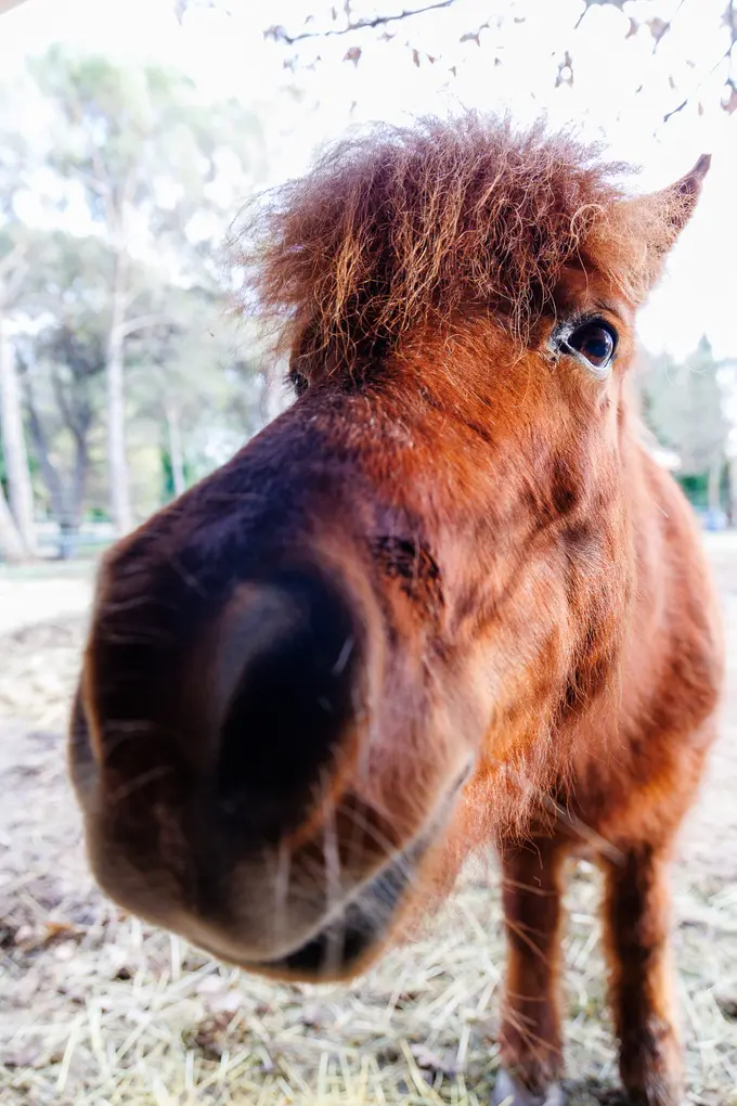 Un poney très curieux