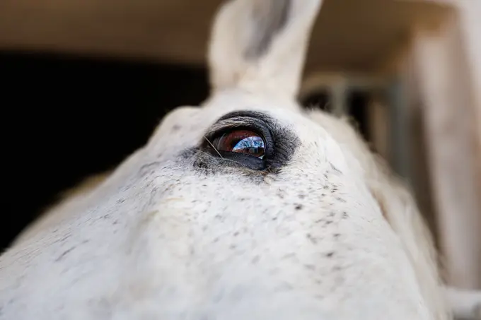 L'oeil du cheval qui en dit long