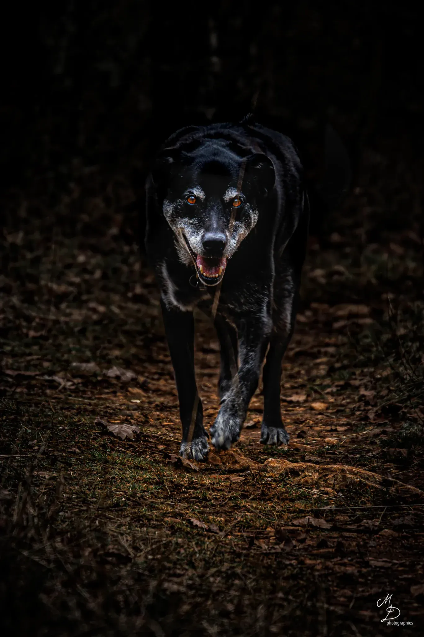 Labrador noir photo canine low-key