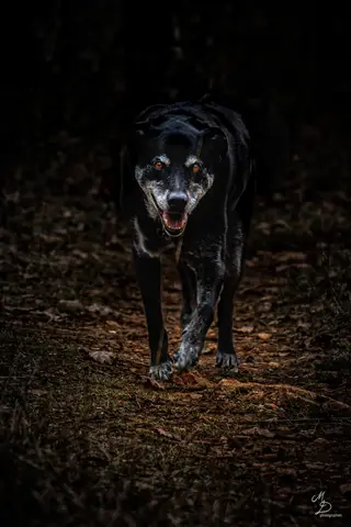koda.png